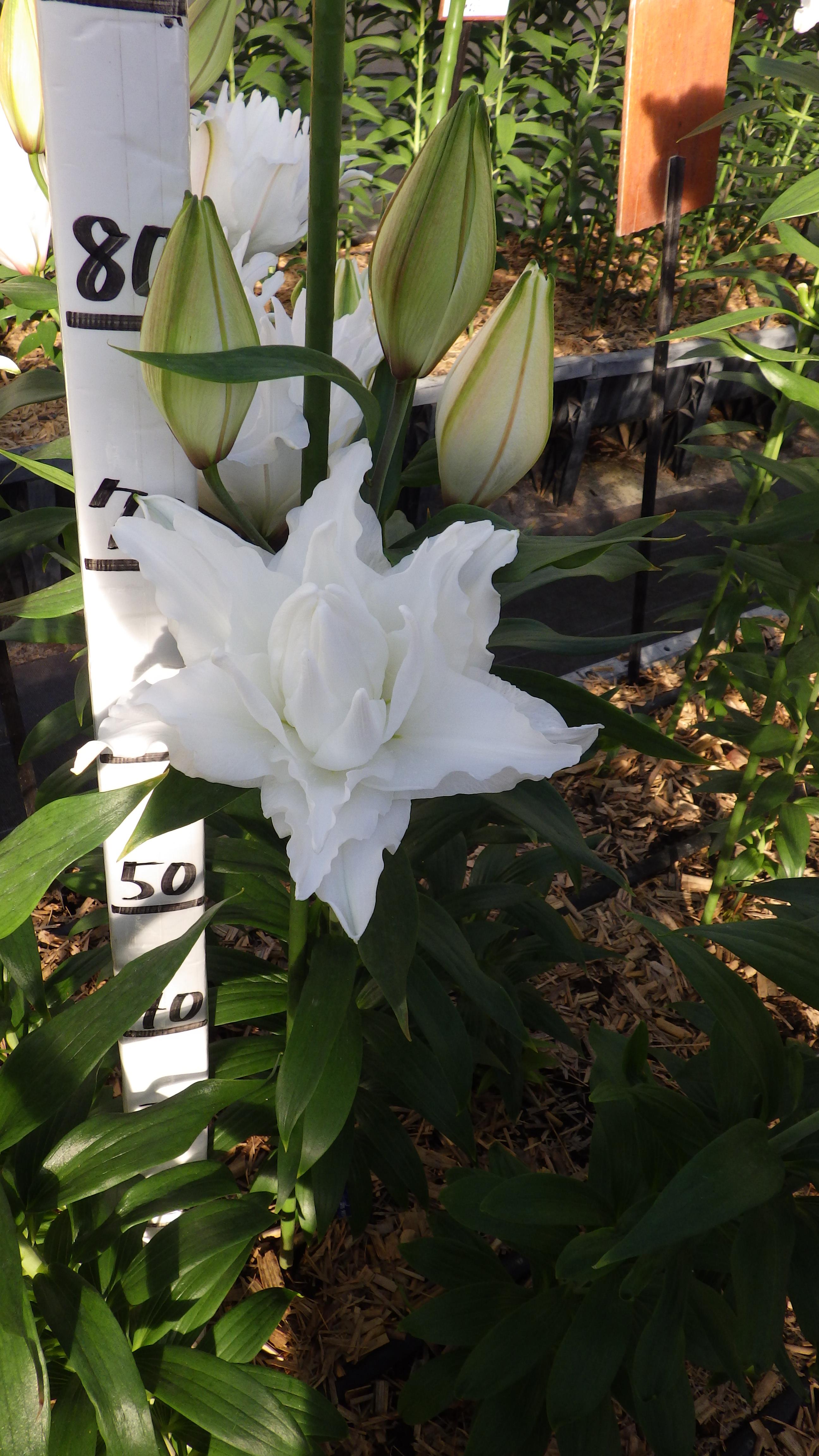 RL ナディア(八重)